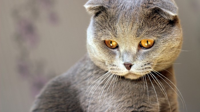 Cute Gray Scottish Fold Cat