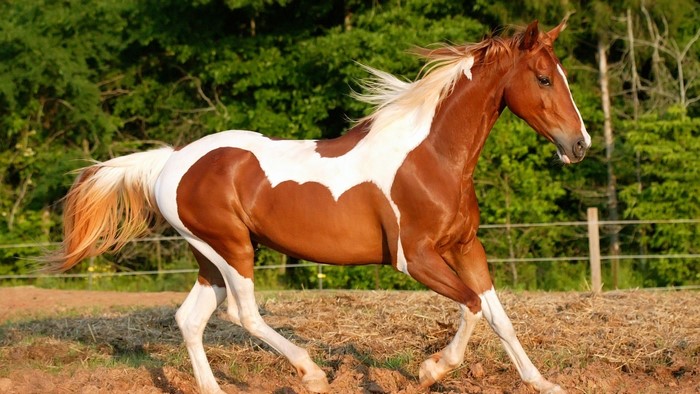 Brown and white horse running in a field
