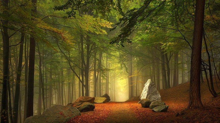 Forest path with rocks and trees