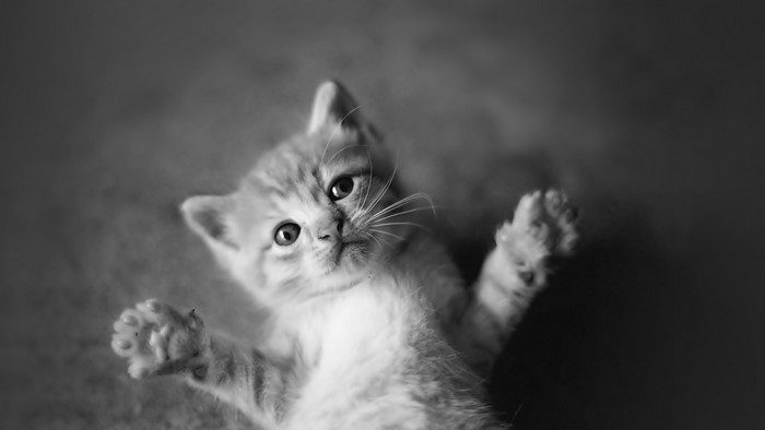 Cute Kitten Lying Down