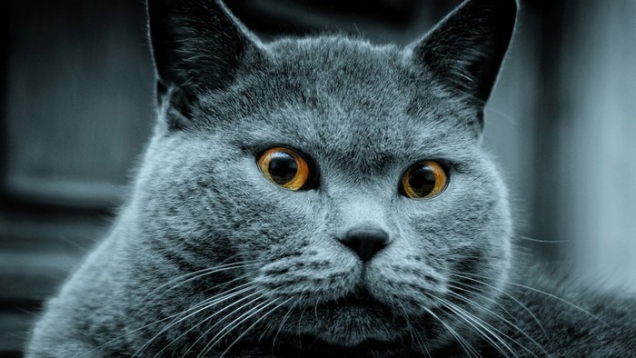 Close-up of a British Shorthair cat