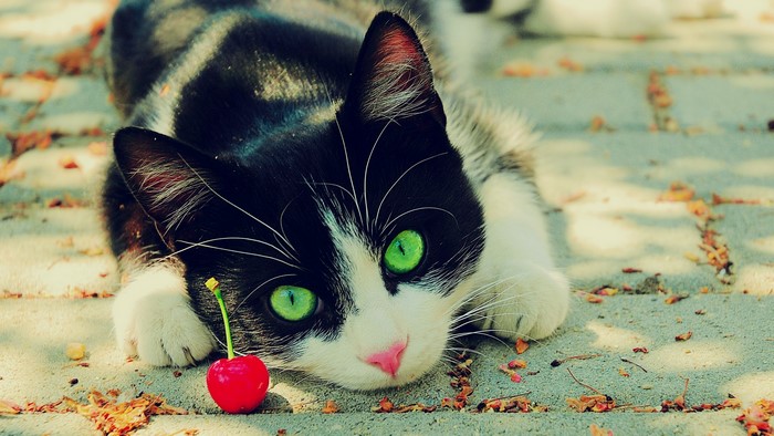 Cute black and white cat with green eyes and a cherry