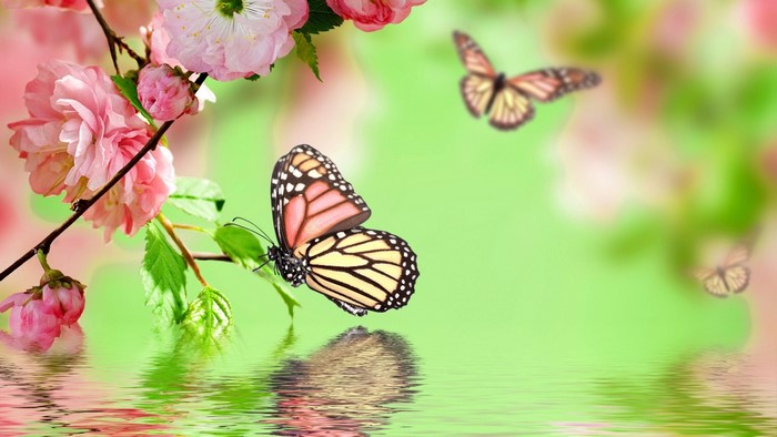 Monarch Butterfly on Pink Flowers with Water Reflection