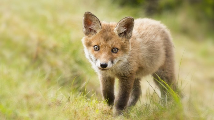 Cute Fox Cub in Grassy Field