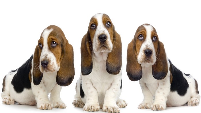Three Basset Hound puppies sitting