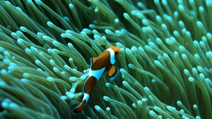 Clownfish swimming in anemone