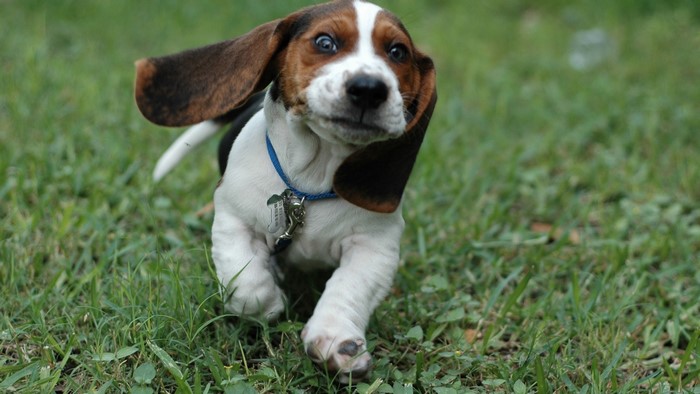 Basset Hound puppy running in grass