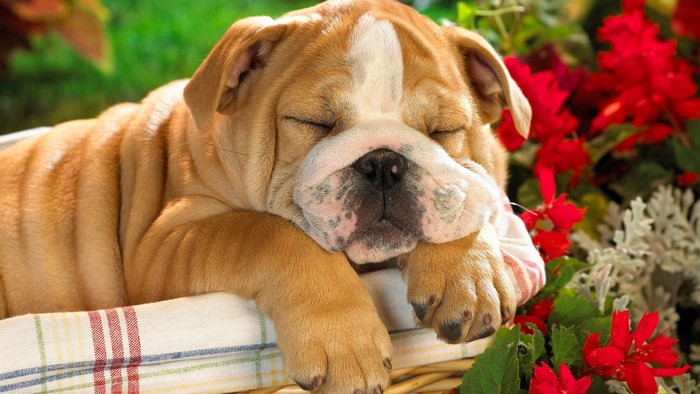 Cute Sleeping Bulldog Puppy in Basket