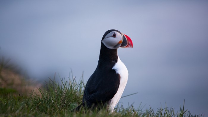 Atlantic Puffin on grassy cliff