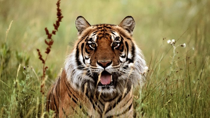 Tiger in tall grass