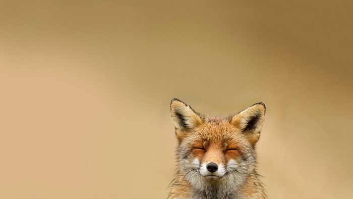 Funny Fox with Eyes Closed