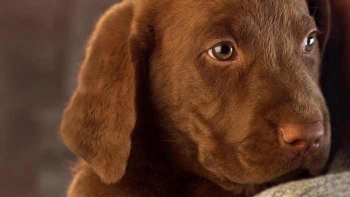 Chocolate Labrador Retriever Puppy Close-up