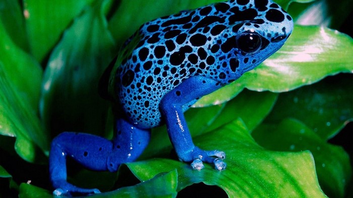Blue Poison Dart Frog on Green Leaves