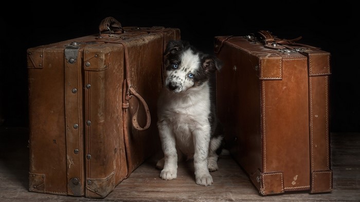 Cute puppy between old suitcases