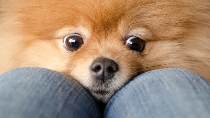 Close-up of a Pomeranian dog's face