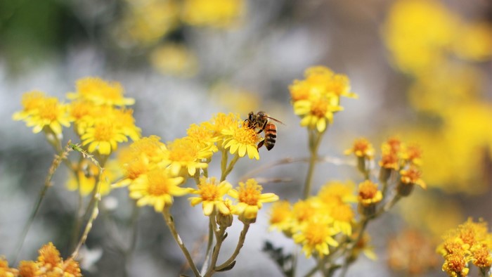 Bee on yellow flowers