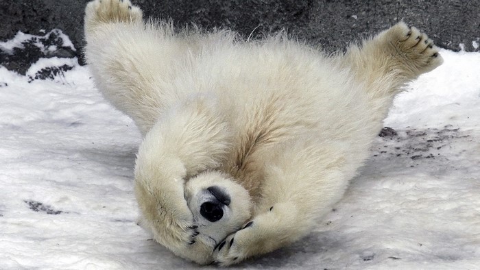 Cute Polar Bear Cub Rolling in Snow
