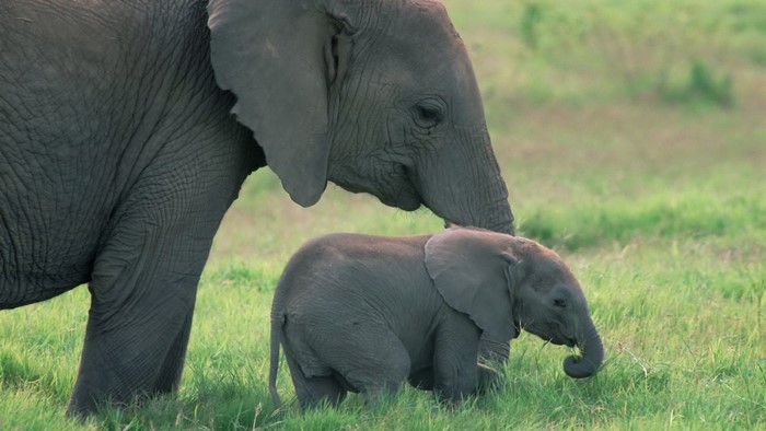 Baby Elephant Calf in Kenya