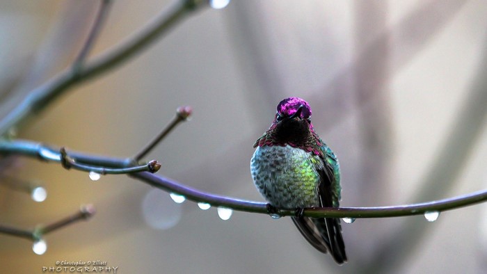 Annas Hummingbird on a branch with water droplets