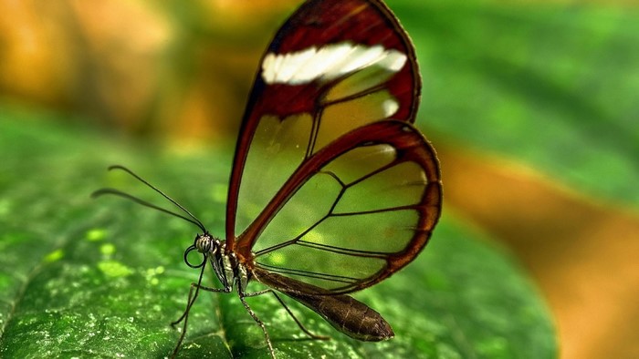 Glasswing Butterfly on a Green Leaf