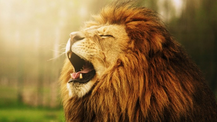 Lion roaring in the sun