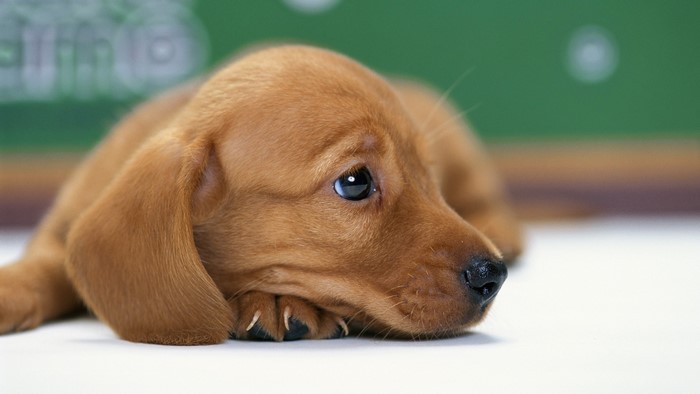 Cute Brown Dachshund Puppy Close Up