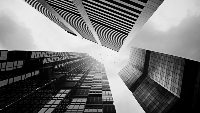 Birds fly past modern skyscrapers