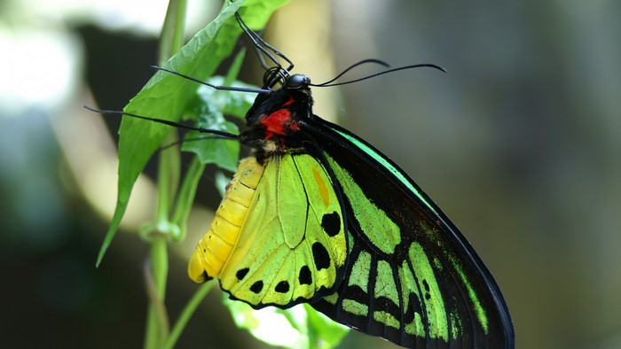 Close-up of a colorful butterfly on a leaf