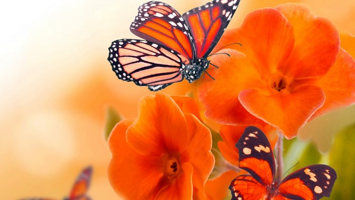 Monarch Butterflies on Orange Flowers