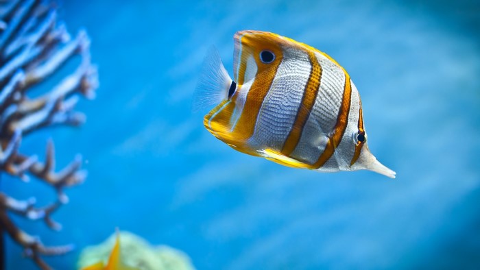 Copperband Butterflyfish swimming in blue water