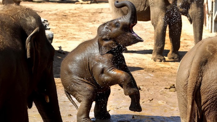 Baby elephant playing in water with adults