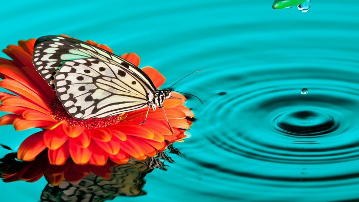 Butterfly on a flower with water drops