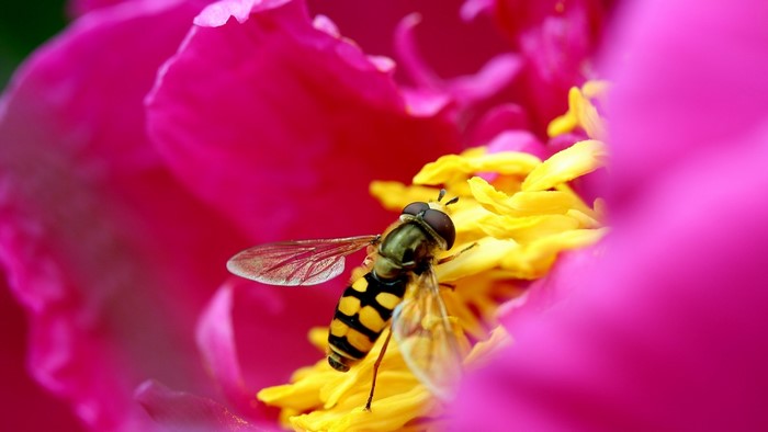 Hoverfly on a pink and yellow flower