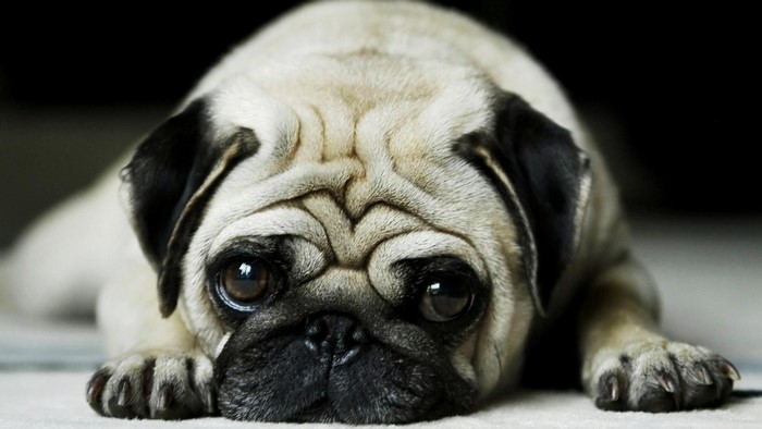 Cute Pug Dog