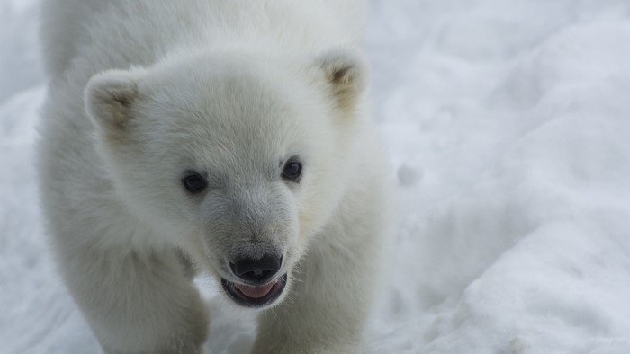 Cute Polar Bear Cub in Snow