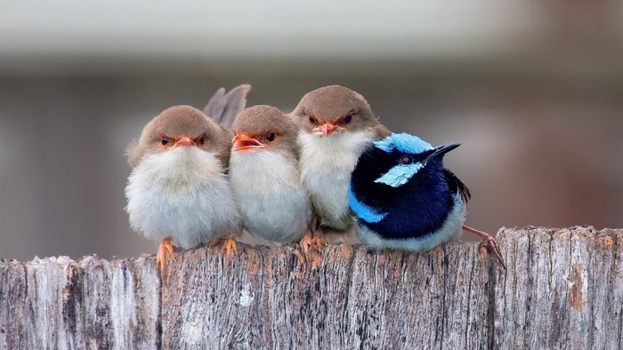 Four small birds perched on a wooden fence