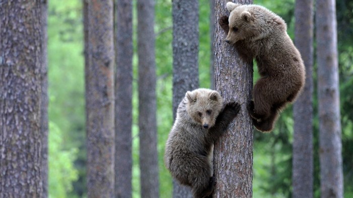 Two bear cubs climbing a tree in a forest