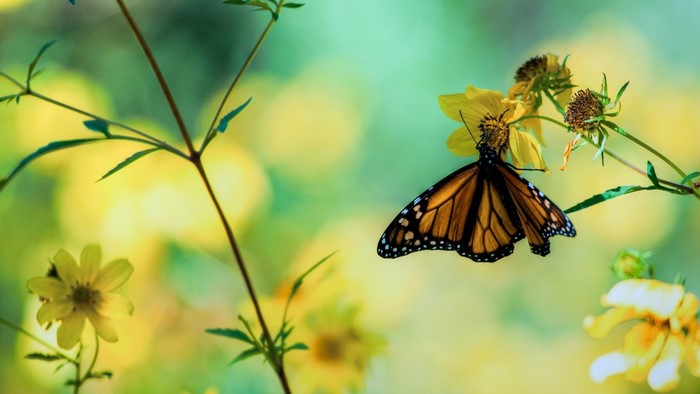 Monarch butterfly on a yellow flower