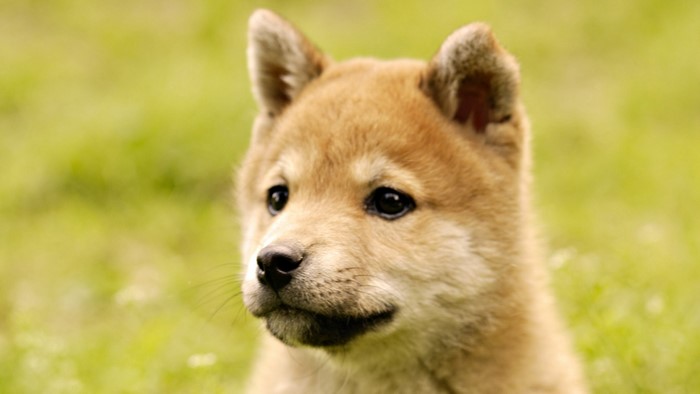 Shiba Inu puppy close up