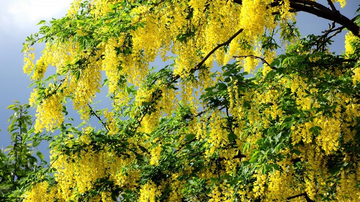 Yellow flowers on a tree