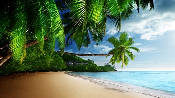 Tropical Beach with Palm Trees and Ocean