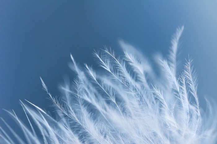 Macro shot of white feathers 4K
