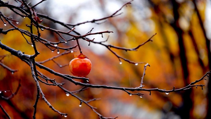 Persimmon on a branch in autumn