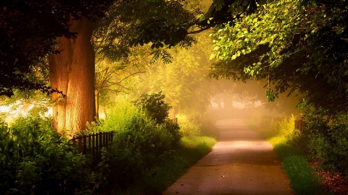 A foggy path through a sunlit forest