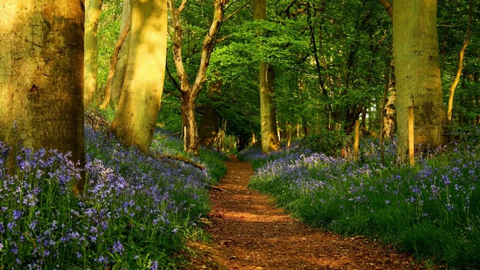 Forest path with bluebells and trees