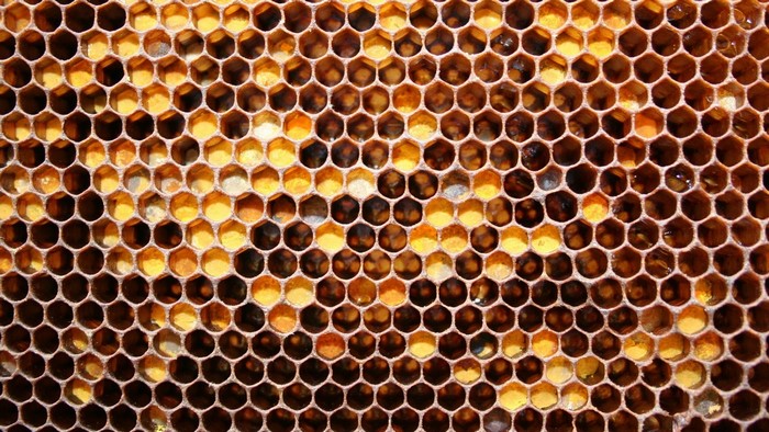 Honeycomb with honey and bee larvae