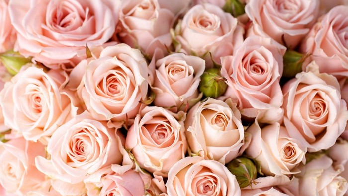 Light Pink Roses Bouquet