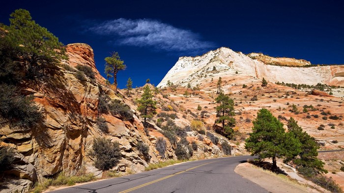 Desert Mountain Road with Pine Trees