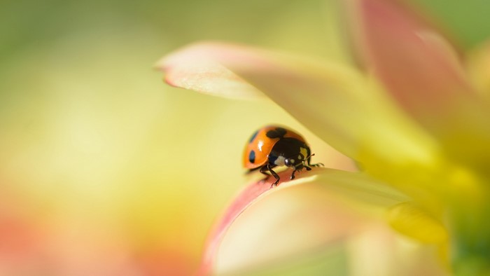 Ladybug on a Dahlia Flower Macro