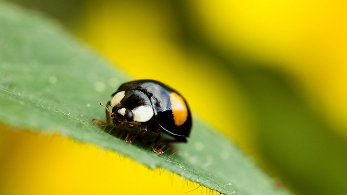 Macro shot of a black and orange ladybug on a green leaf
